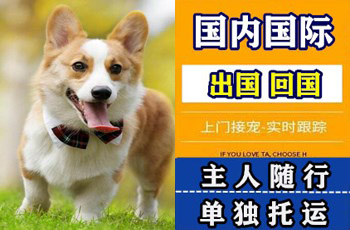 赣州市宠物托运公司赣州市宠物托运公司赣州市宠物托运公司