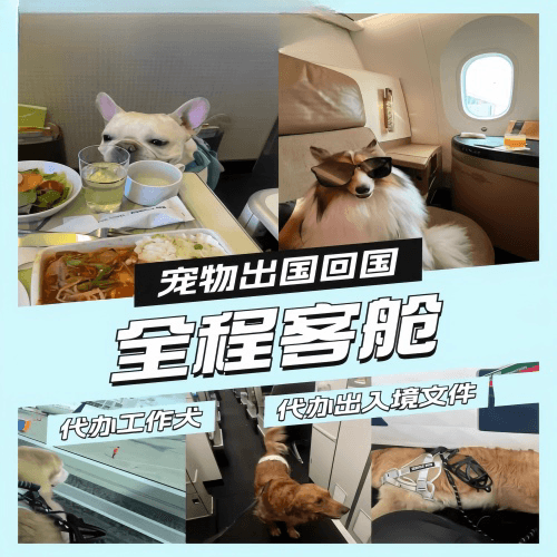 赣州市宠物托运到白俄罗斯宠物入境规定和要求